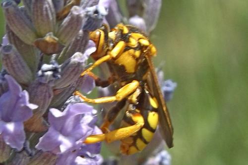 Nomada pectoralis